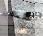 Small Photo #15 Cavachon Puppy For Sale in OLYMPIA, WA, USA