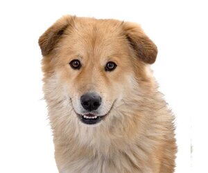 Chow Chow-Labrador Retriever Mix Dogs for adoption in Los Angeles, CA, USA