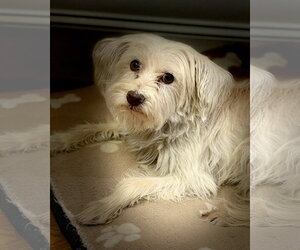 Poppy - Female Mutt Dog for Adoption - Photo #3