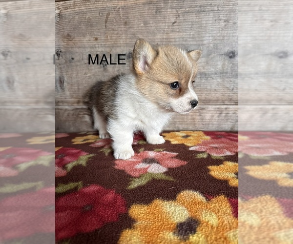 Medium Photo #9 Pembroke Welsh Corgi Puppy For Sale in VERMONTVILLE, MI, USA