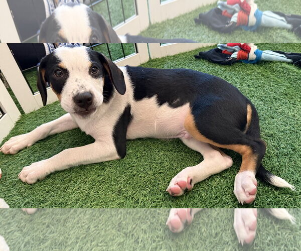 Medium Photo #4 Black Mouth Cur-Unknown Mix Puppy For Sale in Sanford, FL, USA