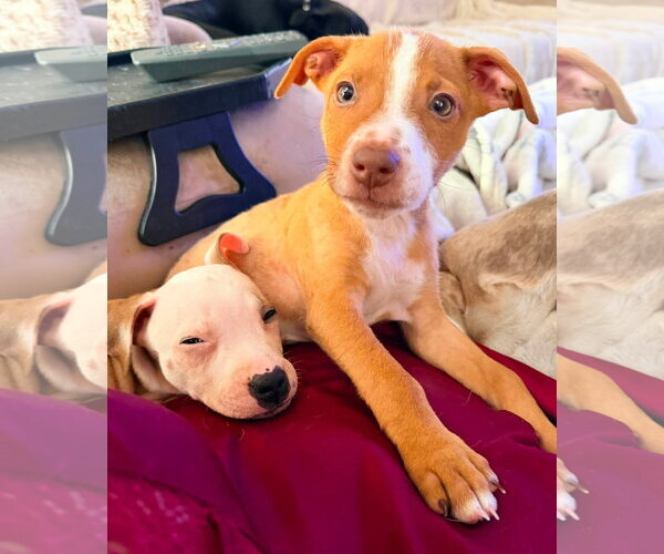 Medium Photo #3 Mutt Puppy For Sale in Stephens City, VA, USA