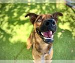 Small German Shepherd Dog Mix