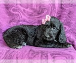 Small Photo #5 Labradoodle Puppy For Sale in KINZERS, PA, USA