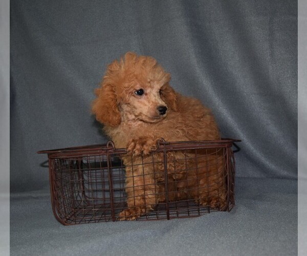 Medium Photo #2 Poodle (Toy) Puppy For Sale in BARNESVILLE, KS, USA