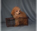 Small Photo #2 Poodle (Toy) Puppy For Sale in BARNESVILLE, KS, USA