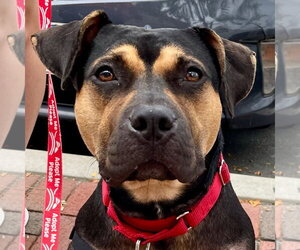 Molly - Female Mutt Dog for Adoption - Photo #13
