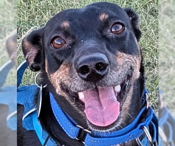 Medium Photo #4 Dachshund-Doberman Pinscher Mix Puppy For Sale in Phoenix, AZ, USA