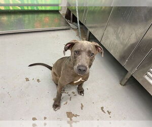 American Pit Bull Terrier Dogs for adoption in Waco, TX, USA