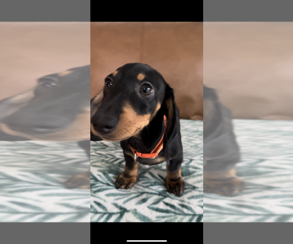 Medium Photo #4 Dachshund Puppy For Sale in GOTHA, FL, USA