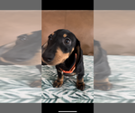 Small #3 Dachshund