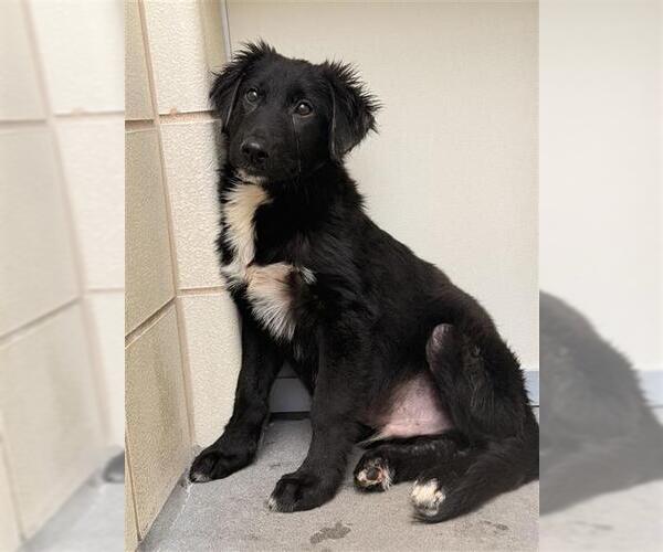 Medium Photo #1 Labrador Retriever Puppy For Sale in Corpus Christi, TX, USA