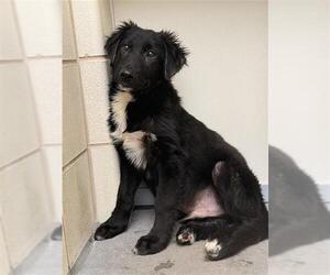 Labrador Retriever Dogs for adoption in Corpus Christi, TX, USA