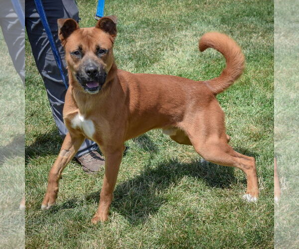 Medium Photo #7 Boxer-German Shepherd Dog Mix Puppy For Sale in Huntley, IL, USA
