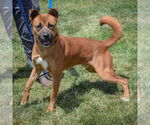 Small #6 Boxer-German Shepherd Dog Mix