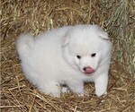 Puppy 4 American Eskimo Dog