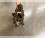 Small Bulldog