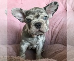 Image preview for Ad Listing. Nickname: Teddy Bear