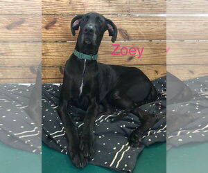Great Dane Dogs for adoption in Palm Beach, FL, USA