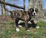 Small #1 Alapaha Blue Blood Bulldog
