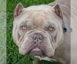 Free-Lance Bulldog Dogs for adoption in Huntley, IL, USA