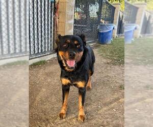 Rottweiler-Unknown Mix Dogs for adoption in Riverside, CA, USA
