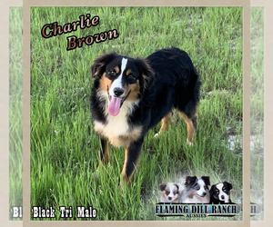 Miniature Australian Shepherd Puppy for sale in FORESTBURG, TX, USA
