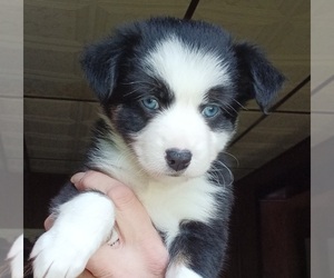 Miniature Australian Shepherd Puppy for sale in BLACKSBURG, SC, USA
