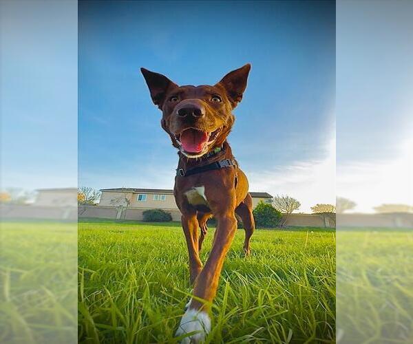 Medium Photo #6 Australian Kelpie-Unknown Mix Puppy For Sale in Santa Maria, CA, USA