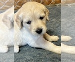 Puppy Puppy 1 Red Golden Retriever