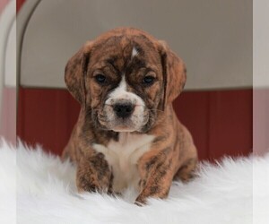 Beabull Puppy for sale in APPLE CREEK, OH, USA