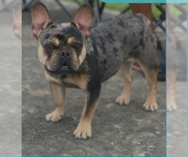 Medium Photo #1 French Bulldog Puppy For Sale in SPRING, TX, USA