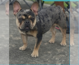 Mother of the French Bulldog puppies born on 06/16/2025