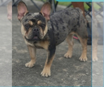 Small Photo #1 French Bulldog Puppy For Sale in SPRING, TX, USA