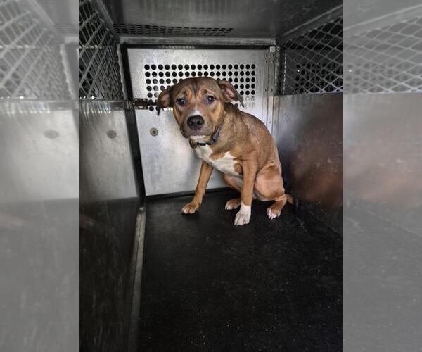 Medium Photo #1 American Pit Bull Terrier-German Shepherd Dog Mix Puppy For Sale in Texas City, TX, USA