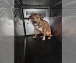 Small American Pit Bull Terrier-German Shepherd Dog Mix