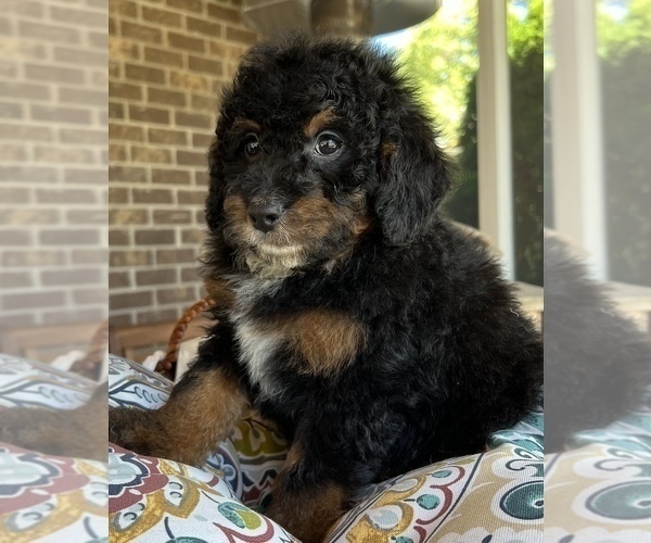 Medium Photo #8 Bernedoodle (Miniature) Puppy For Sale in NOBLESVILLE, IN, USA