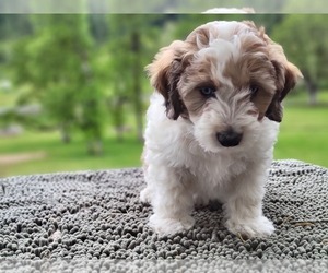Aussiedoodle Miniature  Puppy for sale in LEBANON, OR, USA