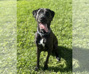 Mastador Dogs for adoption in Fenton, MO, USA