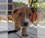 Small #1 American Pit Bull Terrier-American Staffordshire Terrier Mix