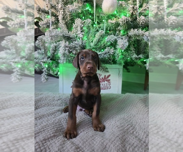 Medium Photo #1 Doberman Pinscher Puppy For Sale in SPRINGFIELD, TN, USA
