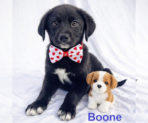 Borador Dogs for adoption in Mt. Laurel, NJ, USA