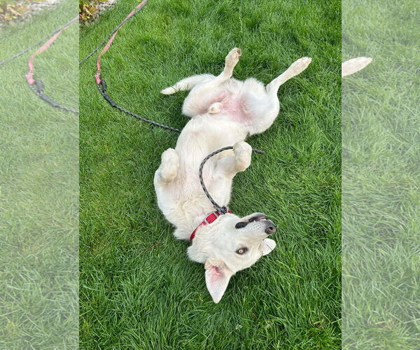 Medium Photo #6 - Mix Puppy For Sale in Bountiful, UT, USA