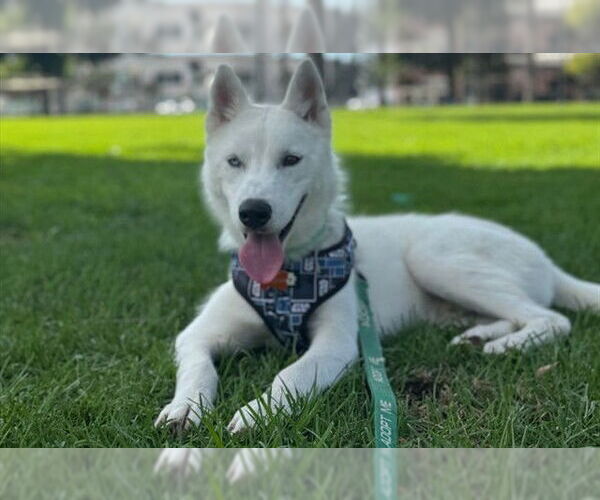 Medium Photo #1 Siberian Husky Puppy For Sale in Pasadena, CA, USA