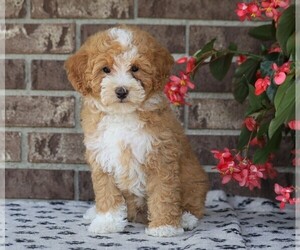Poodle (Miniature) Puppy for sale in FREDERICKSBG, OH, USA