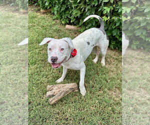 Poppy - Female American Pit Bull Terrier-Unknown Mix Dog for Adoption - Photo #10