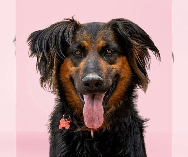 Medium Photo #1 German Shepherd Dog-Unknown Mix Puppy For Sale in Lake Forest, CA, USA