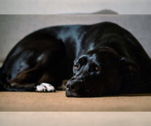 Bluebell - Female German Shepherd Dog-Unknown Mix Dog for Adoption - Photo #8