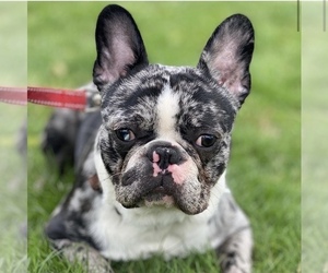French Bulldog Puppy for sale in BOUND BRK, NJ, USA