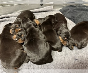 Doberman Pinscher Puppy for sale in NEWTON, NC, USA